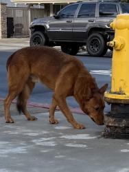 Found/Stray Male Dog last seen Third Ave and Pennsylvania Ave, San Diego, CA 92103