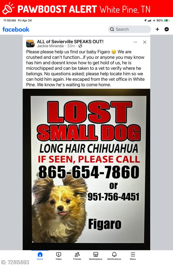 Lost Male Dog last seen Hwy 113 animal wellness vet off I-40, White Pine, TN 37890