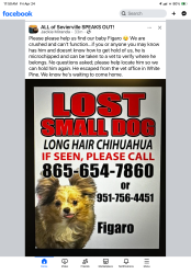 Lost Male Dog last seen Hwy 113 animal wellness vet off I-40, White Pine, TN 37890