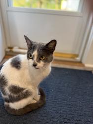 Lost Female Cat last seen Tulane Ave, Greenville County, SC 29617