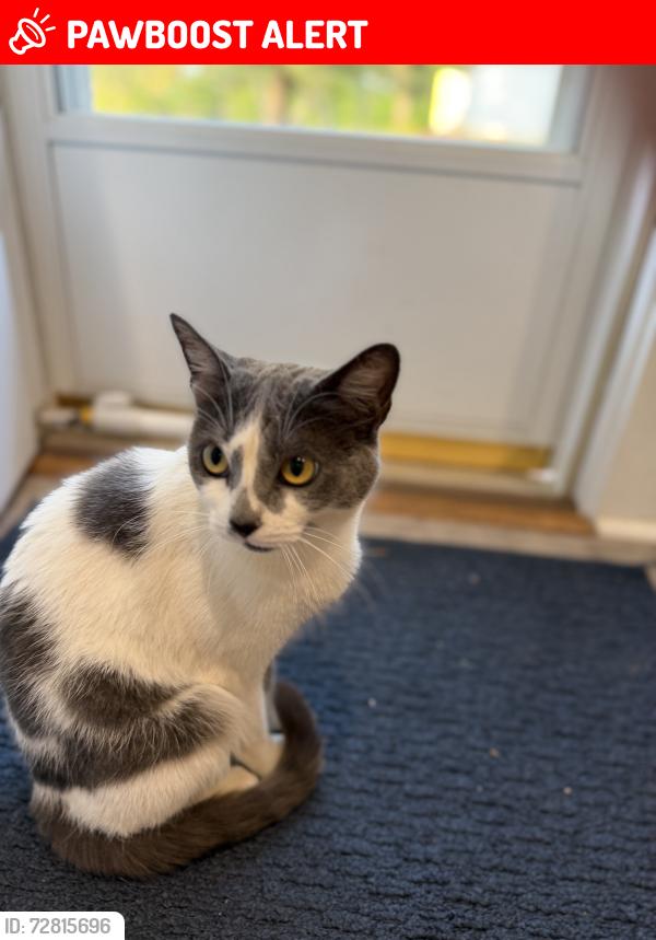 Lost Female Cat last seen Tulane Ave, Greenville County, SC 29617