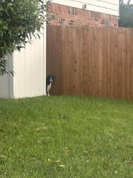 Found/Stray Unknown Dog last seen Graybell, Arlington, TX 76018