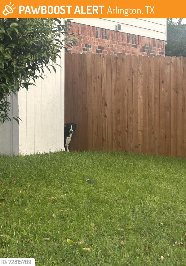 Found/Stray Unknown Dog last seen Graybell, Arlington, TX 76018