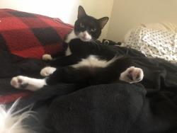Reunited Female Cat last seen Near 48th and Colorado Blvd, Denver, CO 80216