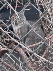 Found/Stray Male Cat last seen In between 1-94 and Capital View apmts , Saint Paul, MN 55119