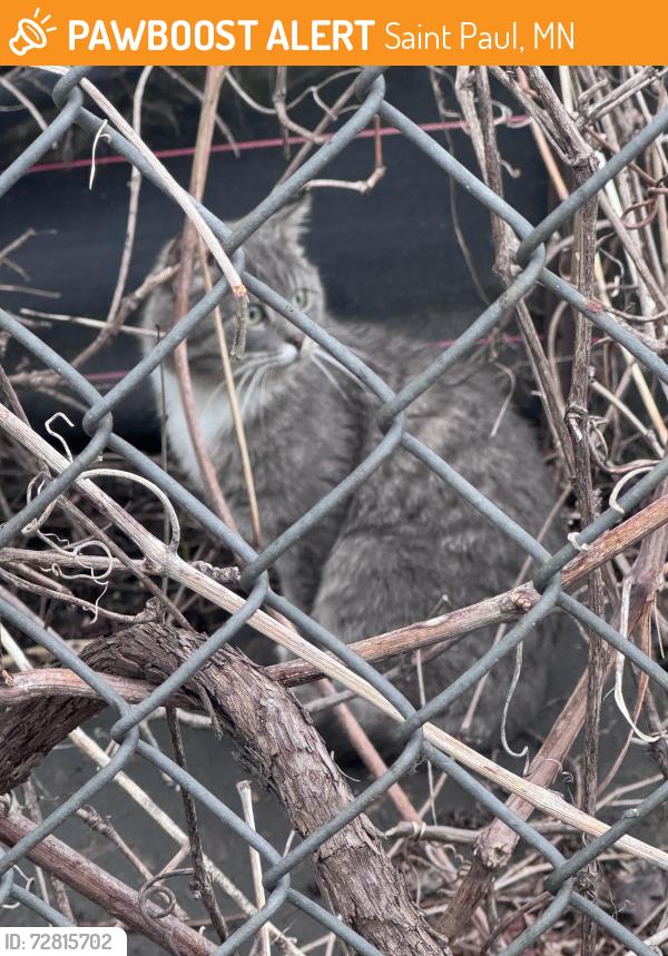 Found/Stray Male Cat last seen In between 1-94 and Capital View apmts , Saint Paul, MN 55119