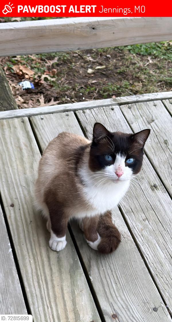 Lost Male Cat last seen W. Florissant St. Huskamp Ave., Jennings, MO 63136