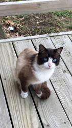 Lost Male Cat last seen W. Florissant St. Huskamp Ave., Jennings, MO 63136