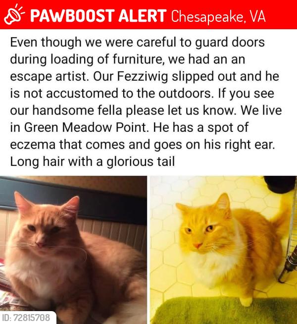 Lost Male Cat last seen Evergreen court , Chesapeake, VA 23321