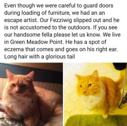 Lost Male Cat last seen Evergreen court , Chesapeake, VA 23321