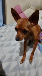 Lost Male Dog last seen Rua Argemiro Rodrigues de Paula , Planta Santa Lucia, PR 83311-080