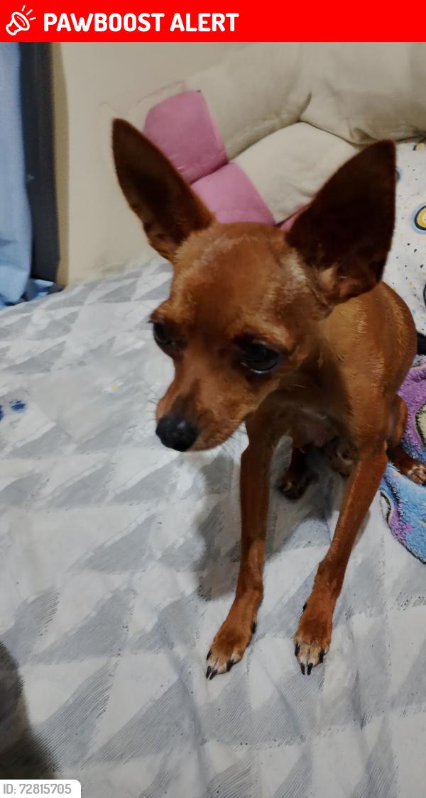 Lost Male Dog last seen Rua Argemiro Rodrigues de Paula , Planta Santa Lucia, PR 83311-080