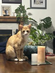 Lost Male Cat last seen Vanguard prepatory school, Apple Valley, CA 92395