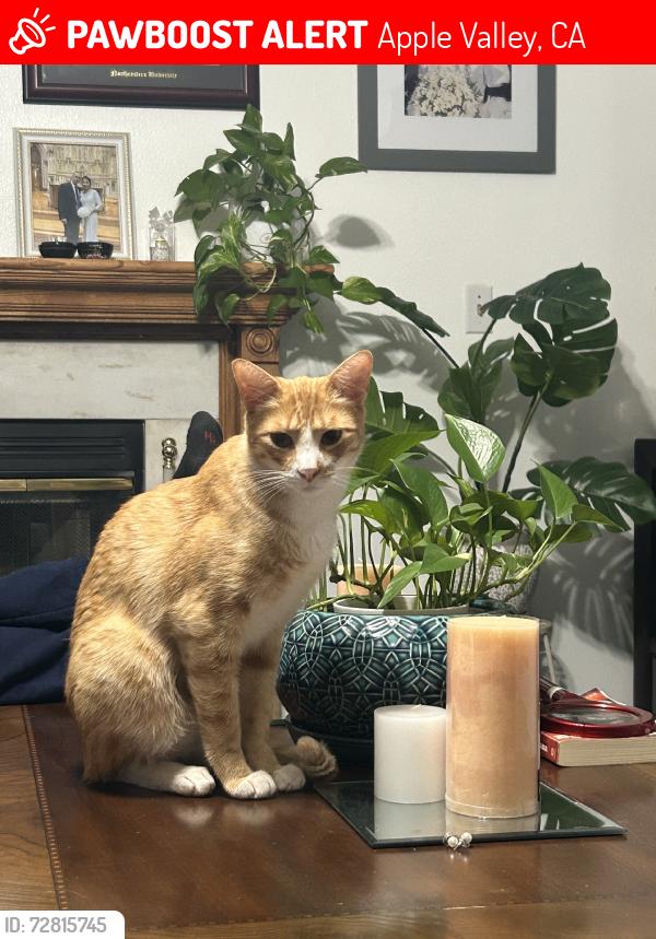 Lost Male Cat last seen Vanguard prepatory school, Apple Valley, CA 92395