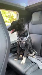 Lost Male Dog last seen Robert Clark park, Clarksville, TN 37042