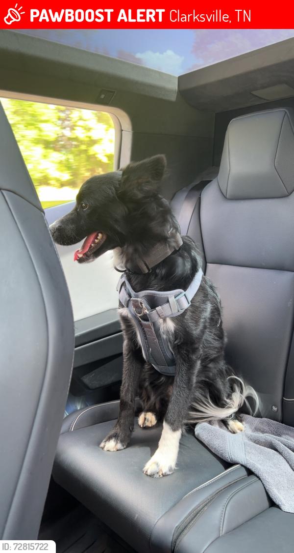 Lost Male Dog last seen Robert Clark park, Clarksville, TN 37042