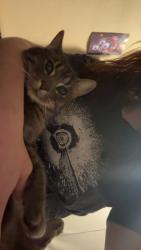 Lost Female Cat last seen Lakeshore, Laketon, Muskegon, MI 49441