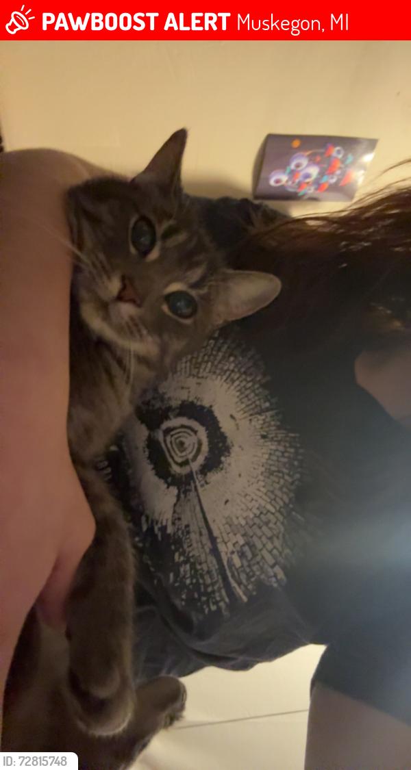 Lost Female Cat last seen Lakeshore, Laketon, Muskegon, MI 49441