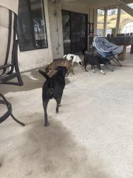 Found/Stray Unknown Dog last seen Mockingbird Canyon and mariposa, Riverside, CA 92504