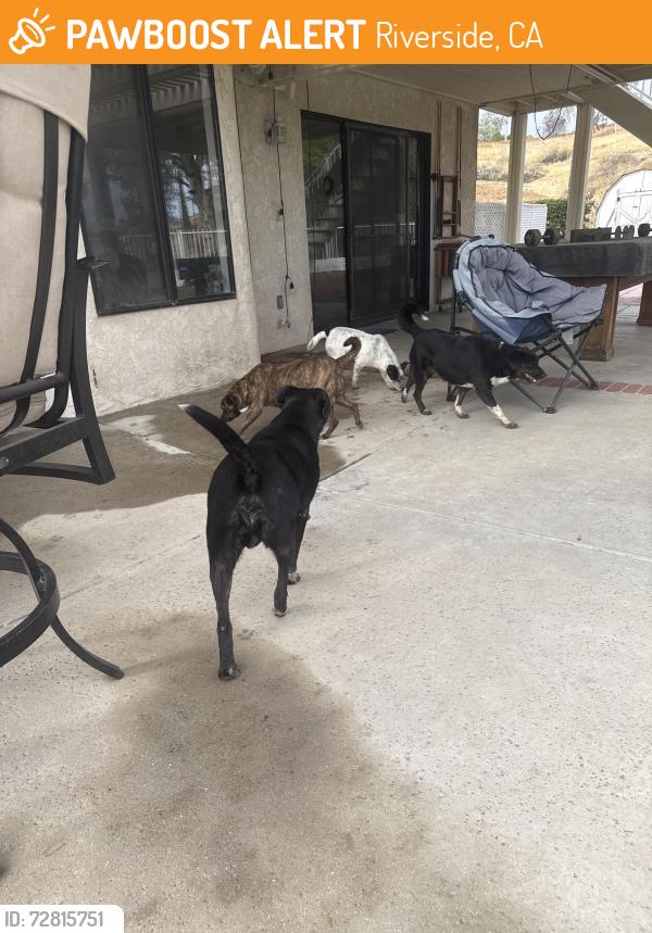 Found/Stray Unknown Dog last seen Mockingbird Canyon and mariposa, Riverside, CA 92504
