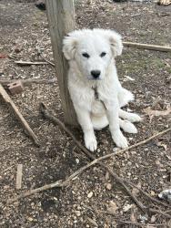 Lost Female Dog last seen Harmony Church rd , Harmony Church Rd, GA 30575