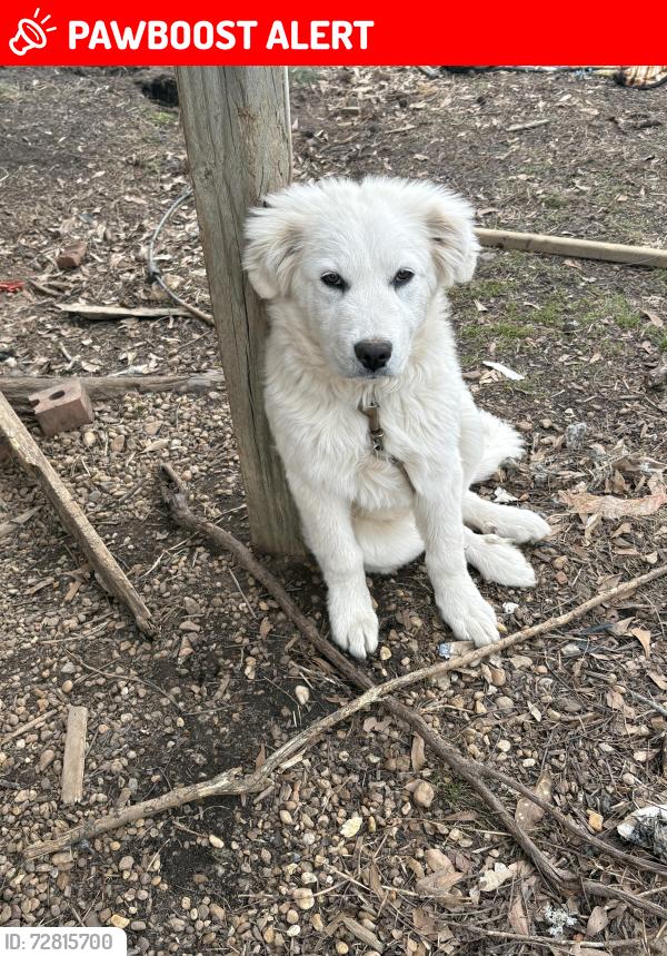 Lost Female Dog last seen Harmony Church rd , Harmony Church Rd, GA 30575
