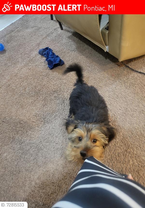 Lost Male Dog last seen Pontiac Mi, (Franklin & Nebraska) , Pontiac, MI 48341