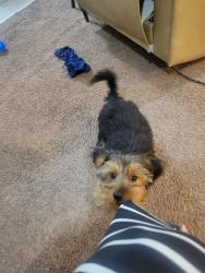 Lost Male Dog last seen Pontiac Mi, (Franklin & Nebraska) , Pontiac, MI 48341