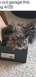 Lost Female Cat last seen Saddlebrook or Grant Wood school , Iowa City, IA 52240