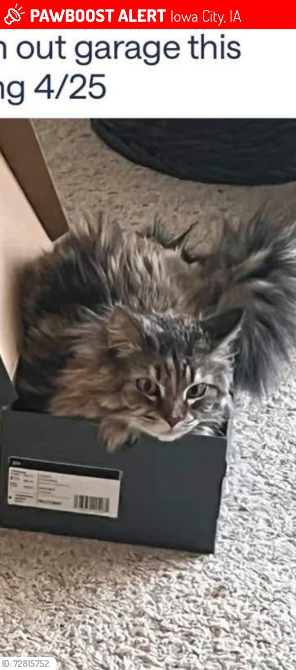 Lost Female Cat last seen Saddlebrook or Grant Wood school , Iowa City, IA 52240