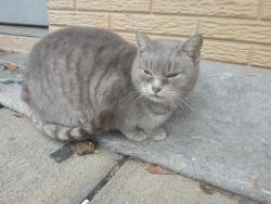 Lost Female Cat last seen Midtown inn on Kraft st and the woods behind it , Clarksville, TN 37040
