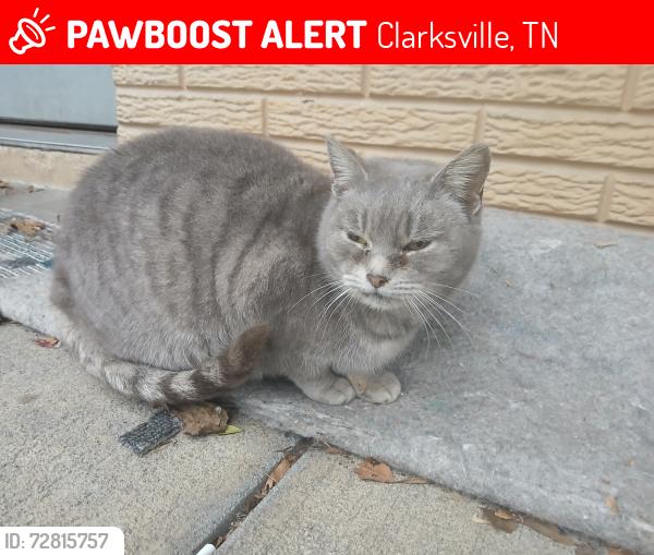 Lost Female Cat last seen Midtown inn on Kraft st and the woods behind it , Clarksville, TN 37040