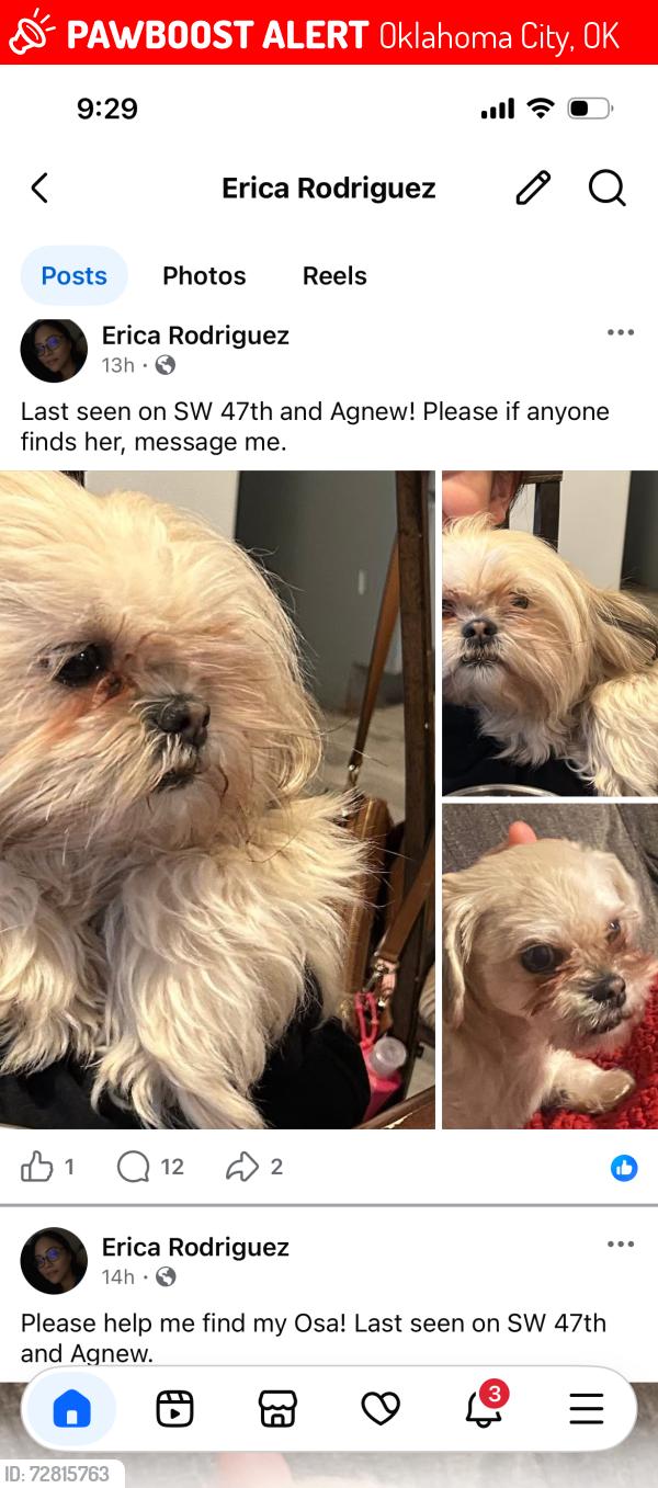 Lost Female Dog last seen SW 47th and Agnew, Oklahoma City, OK 73119