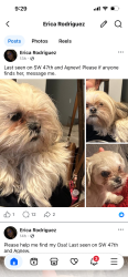 Lost Female Dog last seen SW 47th and Agnew, Oklahoma City, OK 73119