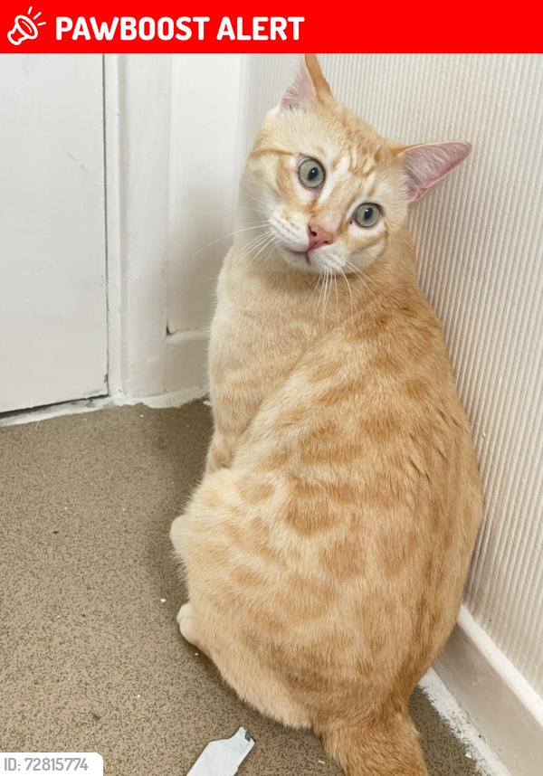 Lost Male Cat last seen Highters heath b14, West Midlands, England B14