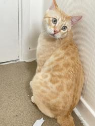 Lost Male Cat last seen Highters heath b14, West Midlands, England B14