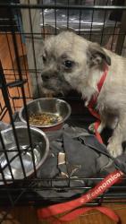 Found/Stray Female Dog last seen Raymond and 85th, Los Angeles, CA 90044