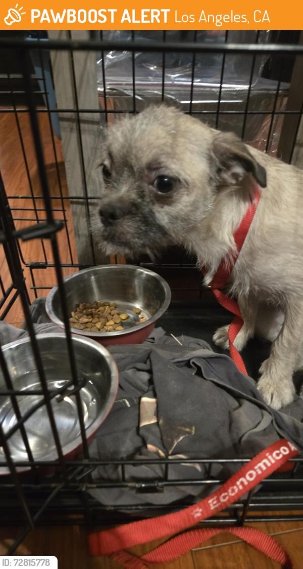 Found/Stray Female Dog last seen Raymond and 85th, Los Angeles, CA 90044