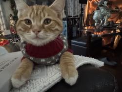 Lost Male Cat last seen Rhodes Jordan park, Lawrenceville, GA 30046