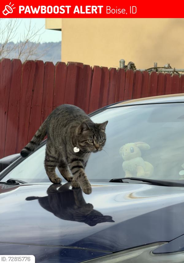 Lost Female Cat last seen Corso Italian Steakhouse, Boise, ID 83706