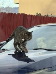 Lost Female Cat last seen Corso Italian Steakhouse, Boise, ID 83706