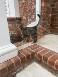 Found/Stray Unknown Cat last seen Gateway Village, Franklin TN, Franklin, TN 37069