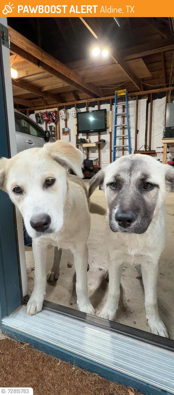 Found/Stray Female Dog last seen hardy toll road, Aldine, TX 77037