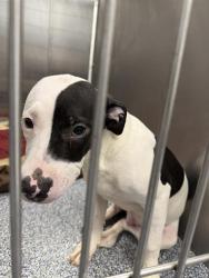 Shelter Stray Male Dog last seen CHARLOTTE, Charlotte, NC 28217