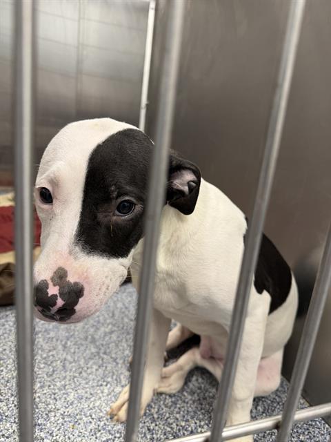 Shelter Stray Male Dog last seen CHARLOTTE, Charlotte, NC 28217