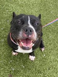 Shelter Stray Female Dog last seen Near BLOCK STONE ST, HOPE MILLS NC 28348, Fayetteville, NC 28306