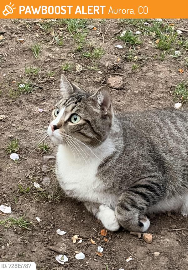 Found/Stray Unknown Cat last seen Iliff and Buckley , Aurora, CO 80013