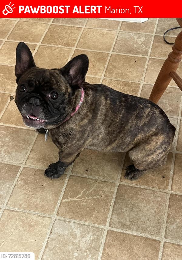 Lost Female Dog last seen Sassman/Country Lane, Marion, TX 78124