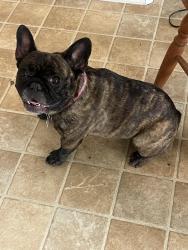 Lost Female Dog last seen Sassman/Country Lane, Marion, TX 78124