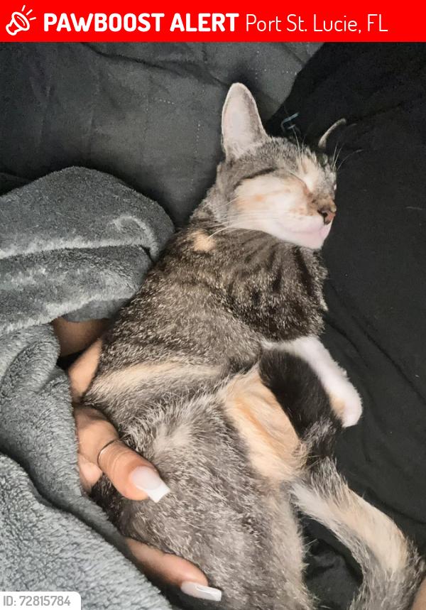 Lost Female Cat last seen Near SW Fountainview Boulevard, Port St. Lucie, Florida, USA, 34986, Port St. Lucie, FL 34986